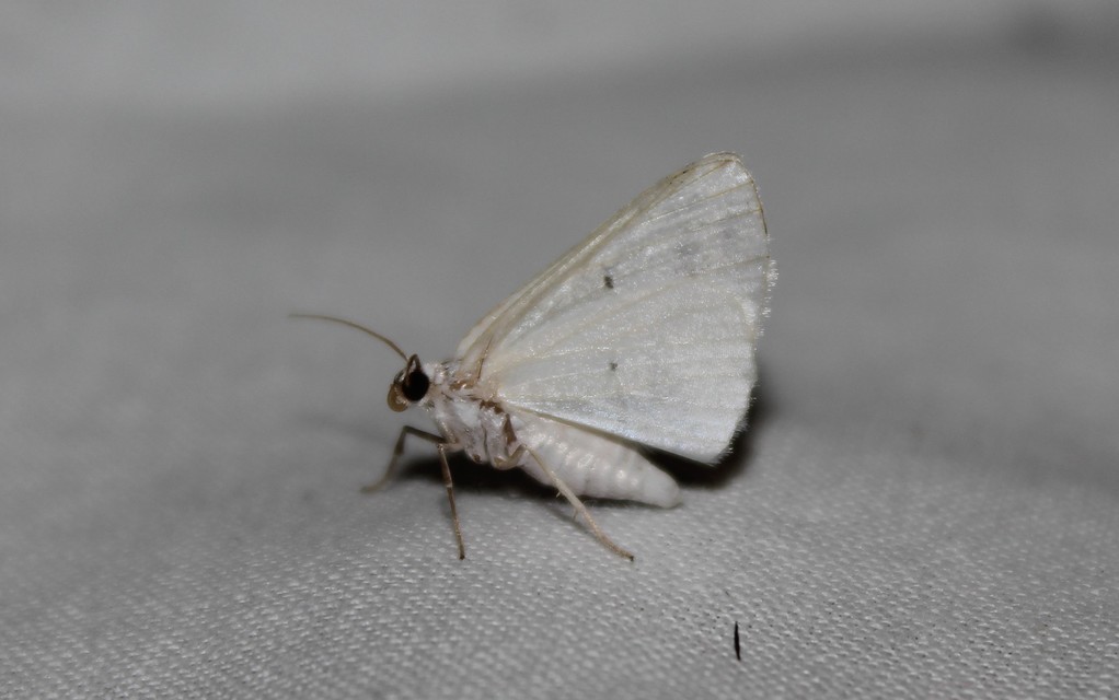 Lomographa temerata - foltos fehéraraszoló