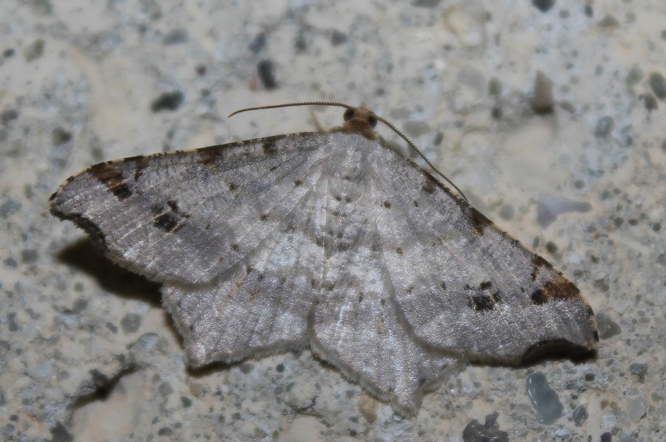 Macaria alternata - közönséges szürkearaszoló