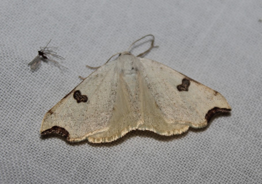 Eilicrinia cordiaria - fehér fűzfaaraszoló