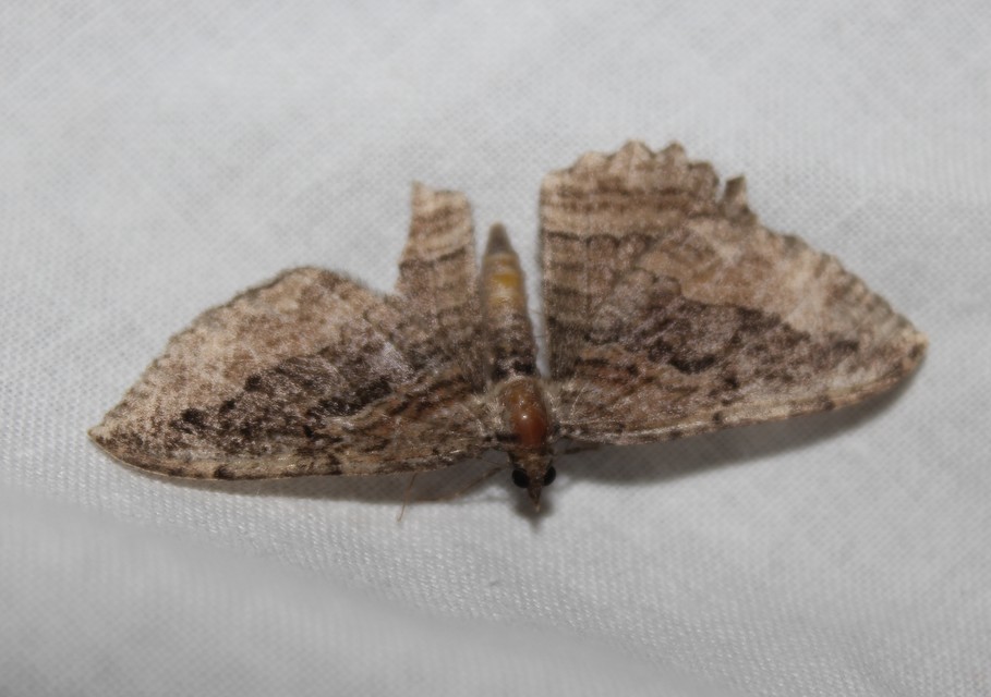 Philereme transversata - varjútövis-araszoló