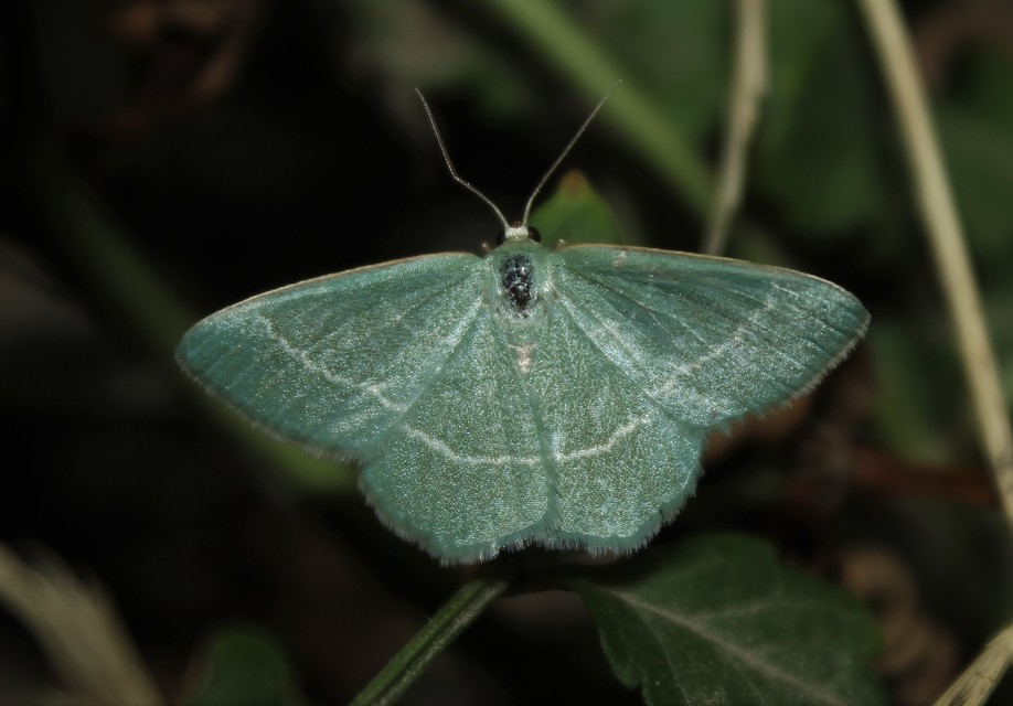 Chlorissa cloraria - sárgászöld araszoló