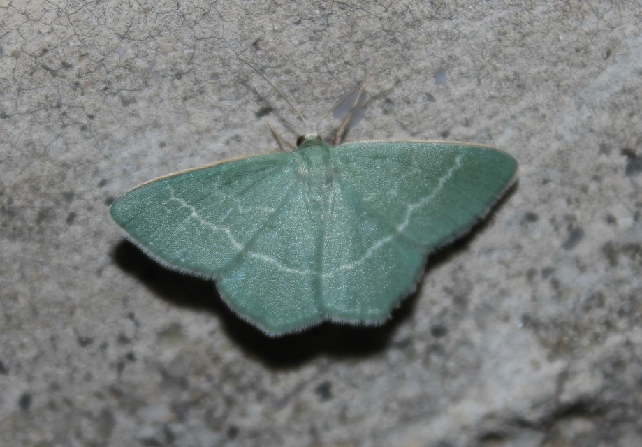 Chlorissa viridata - üdezöld araszoló