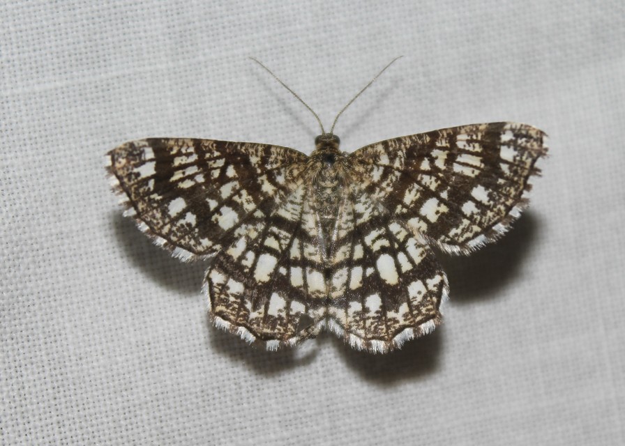 Chiasmia clathrata - rácsos rétiaraszoló