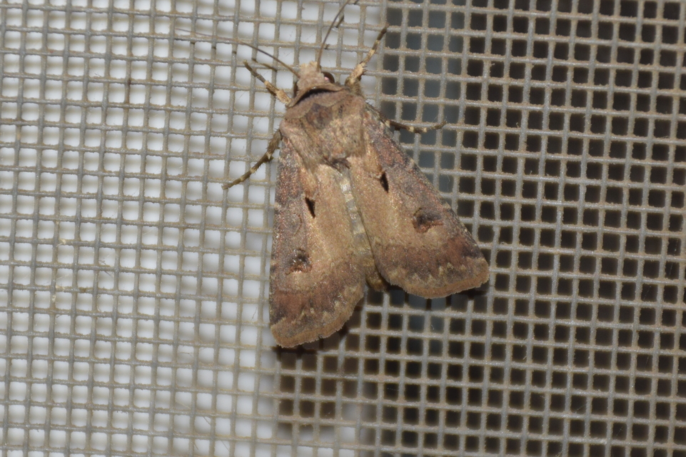 Agrotis exclamationis - felkiáltójeles földibagoly