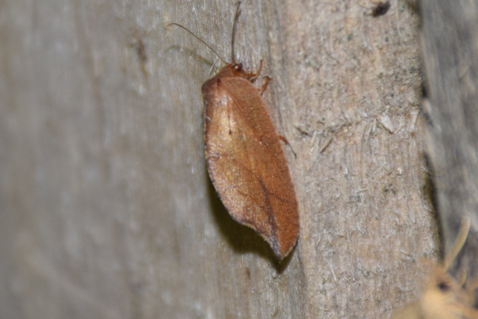 Drepanepteryx phalaenoides