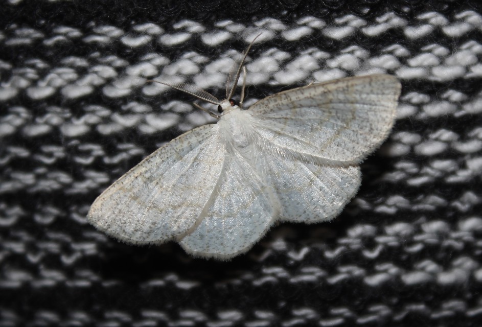 Cabera exanthemata - pettyes égeraraszoló