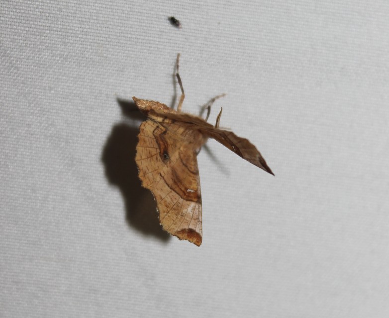 Selenia lunularia - egyfoltos holdasaraszoló