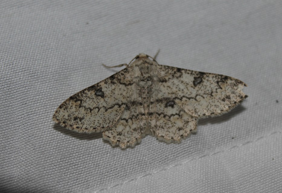 Ascotis selenaria - holdas faaraszoló