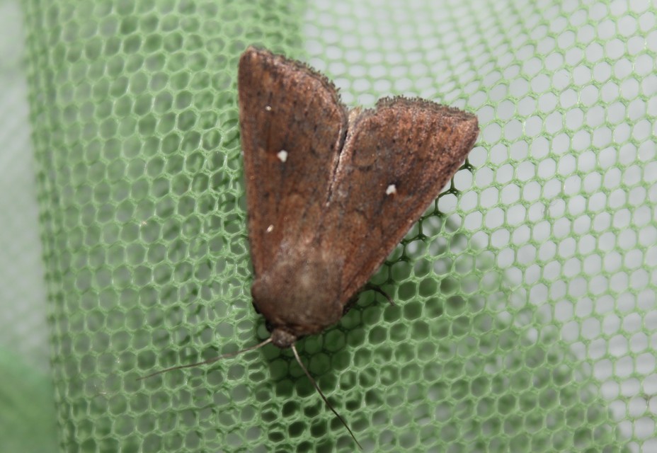 Mythimna albipuncta - fehérpettyes rétibagoly