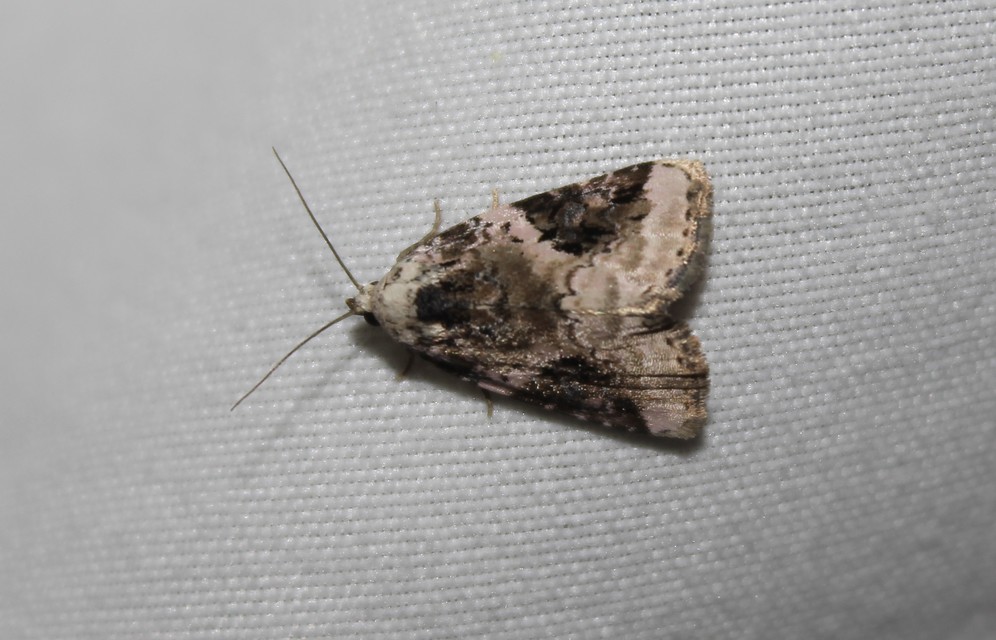 Pseudeustrotia candidula - fehéres apróbagoly