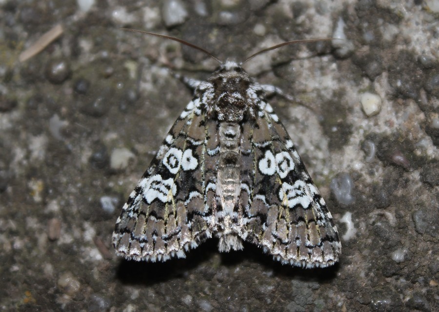 Lamprosticta culta - hármasfoltú bagoly