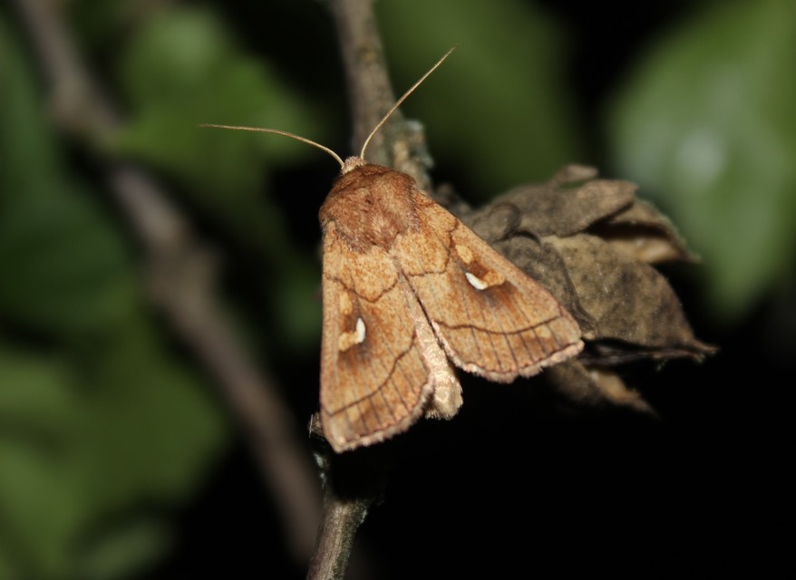 Mythimna conigera - fehérjegyes rétibagoly