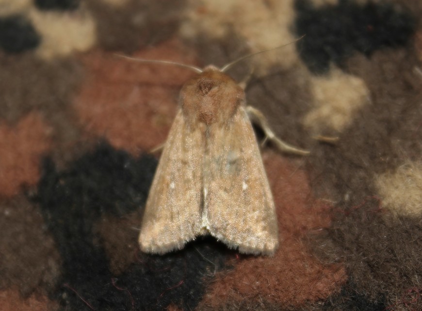 Mythimna albipuncta - fehérpettyes rétibagoly