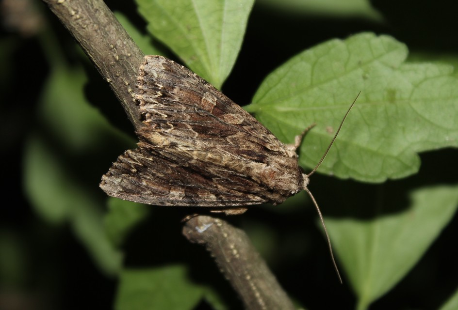 Apamea monoglypha - nagy dudvabagoly