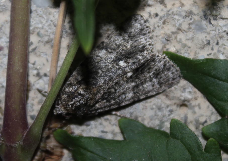 Acronicta rumicis - sóska-szigonyosbagoly