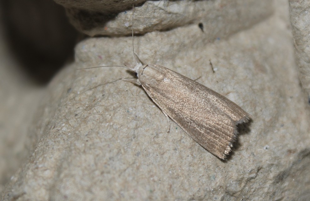 Calamotropha paludella - barna nádlevélmoly