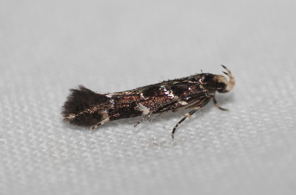 Cosmopterigidae - tündérmolyfélék