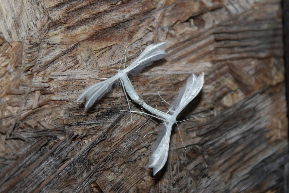 Pterophorus pentadactyla - fehér tollasmoly