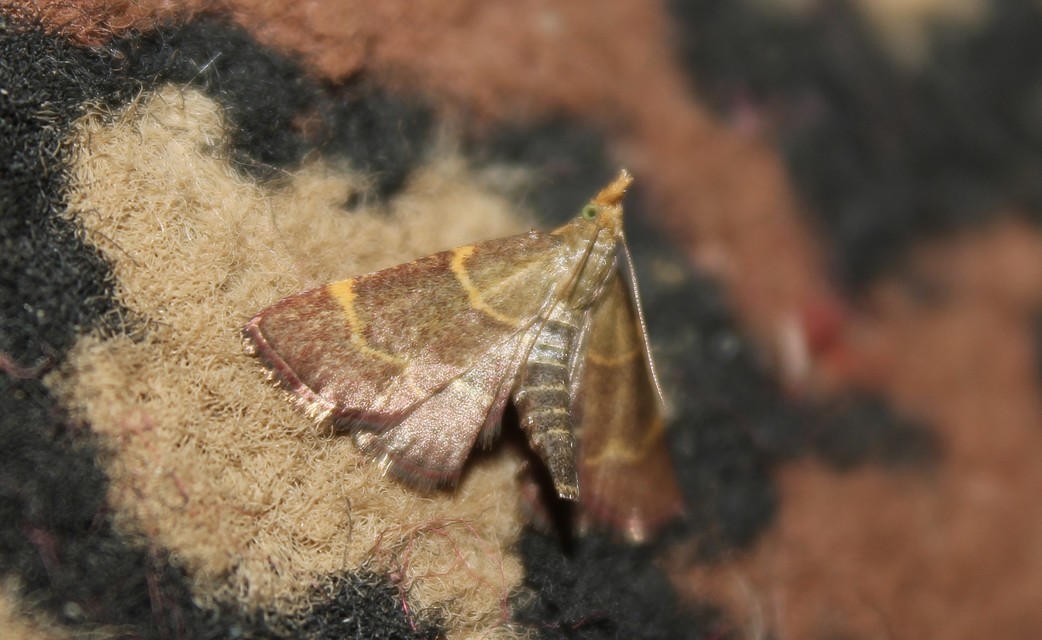 Hypsopygia rubidalis - vörös fényilonca