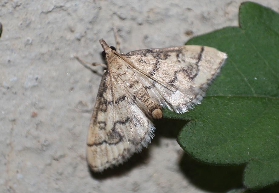 Metasia ophialis - kígyósávos tűzmoly