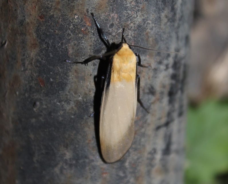 Lithosia quadra - négypettyes zuzmószövő