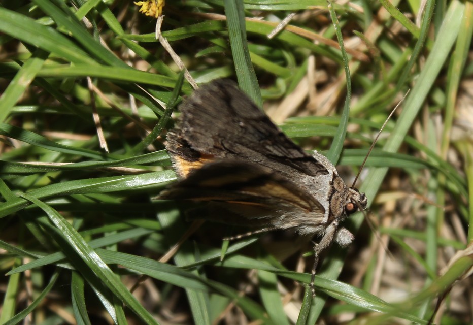 Catocala hymenaea - kökény-övesbagoly
