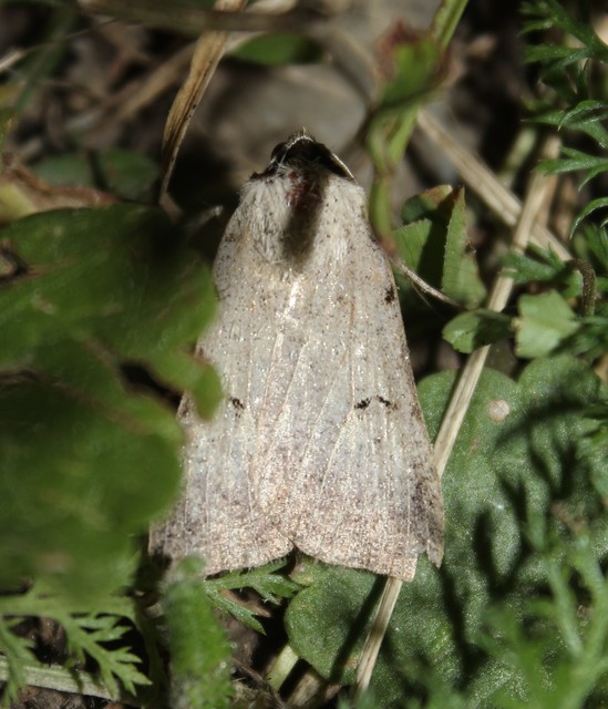 Lygephila craccae - gyakori csüdfűbagoly
