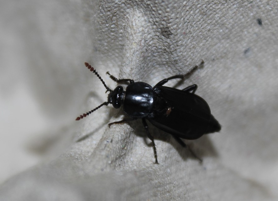 Necrodes littoralis - nagy dögbogár