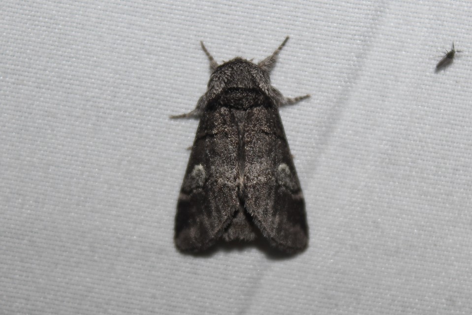 Drymonia querna - tölgyfa-púposszövő