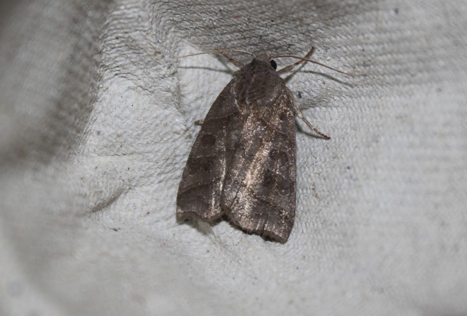 Ipimorpha retusa - sarlós fűzbagoly