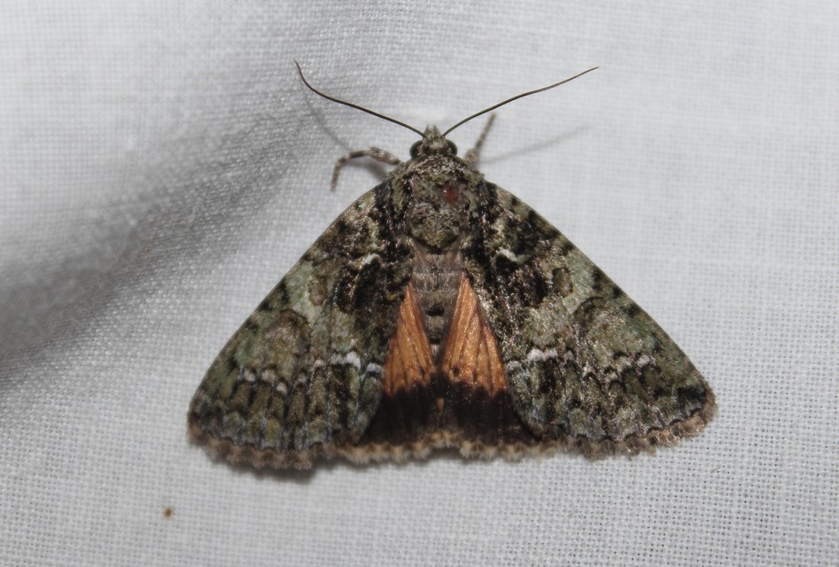 Polyphaenis sericata - selyemfényű erdeibagoly