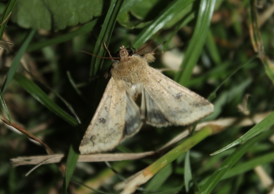 Helicoverpa armigera - kukorica-veteménybagoly