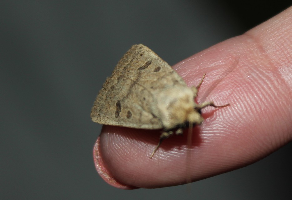 Hoplodrina octogenaria - barna selymesbagoly