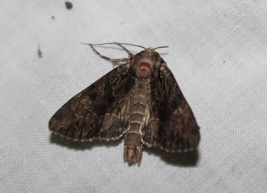 Apamea monoglypha - nagy dudvabagoly