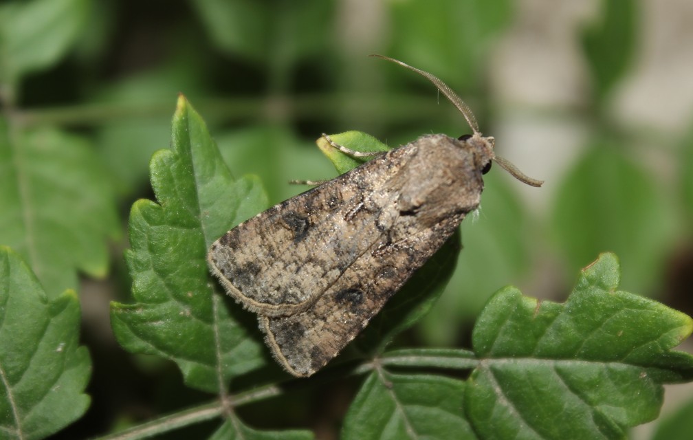 Agrotis segetum - vetési földibagoly