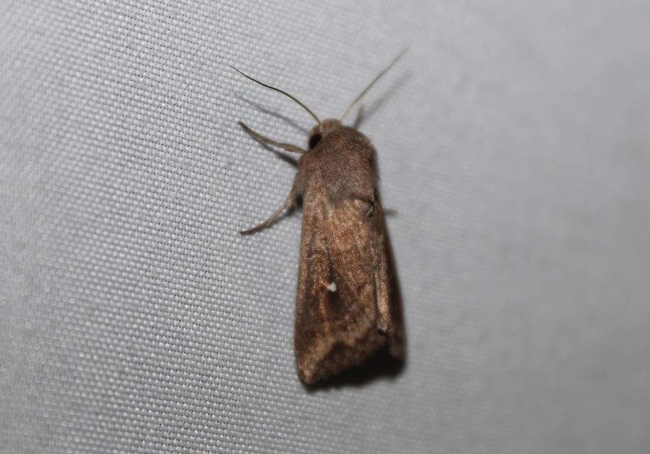 Mythimna albipuncta - fehérpettyes rétibagoly
