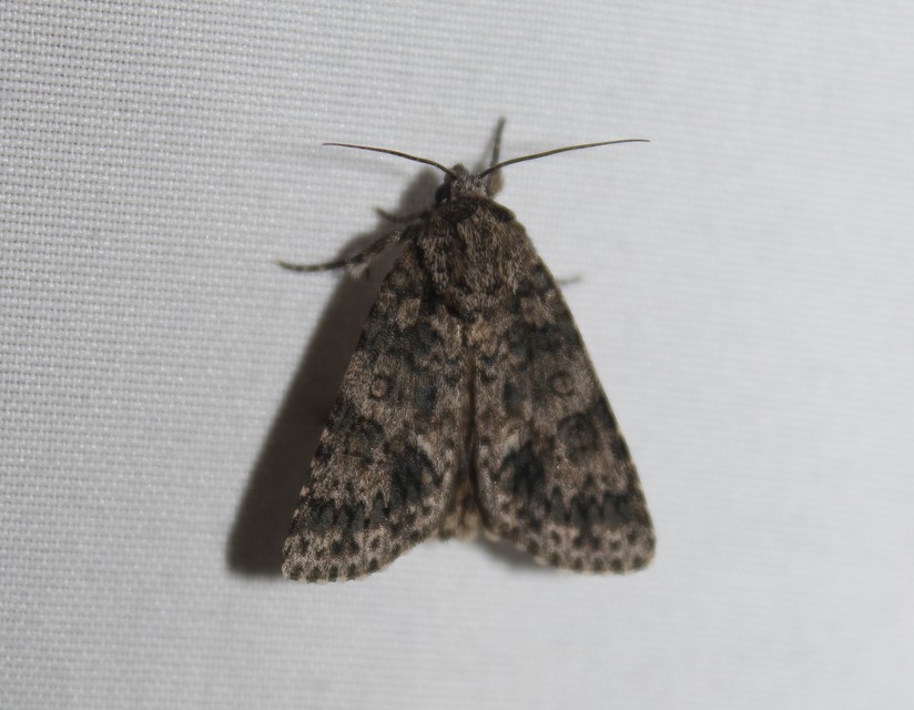 Acronicta rumicis - sóska-szigonyosbagoly