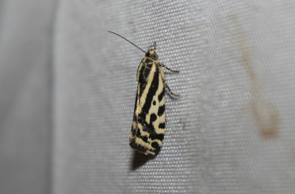 Emmelia trabealis - zebrabagoly