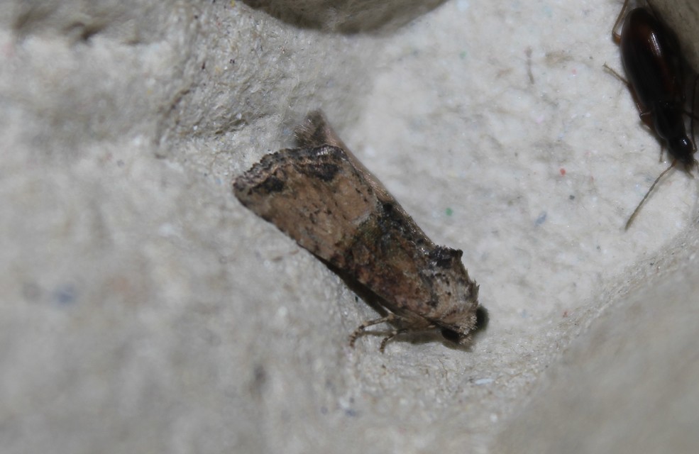 Mesoligia furuncula - kétszínű dudvabagoly