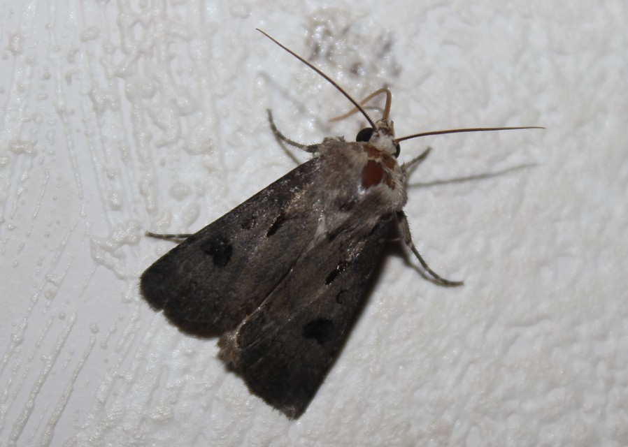 Agrotis exclamationis - felkiáltójeles földibagoly