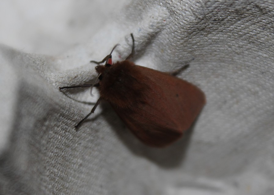 Phragmatobia fuliginosa - füstös medvelepke
