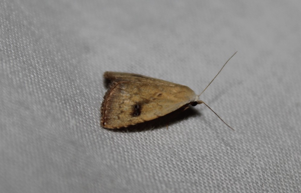 Rivula sericealis - selymes lórombagoly