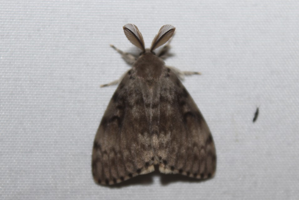 Lymantria dispar - gyapjaslepke