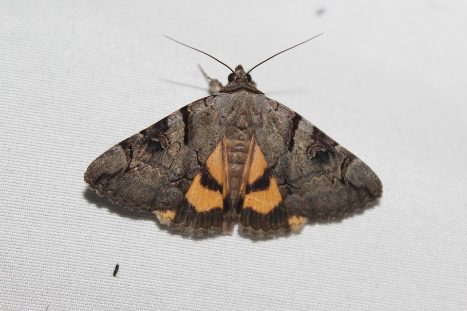 Catocala hymenaea - kökény-övesbagoly