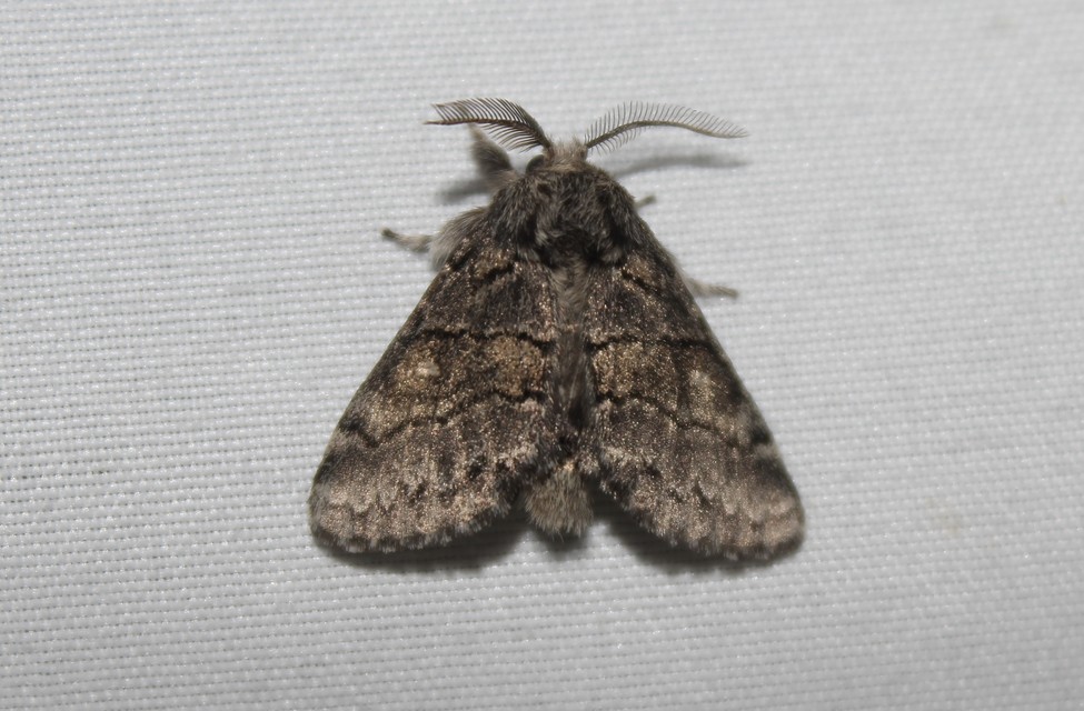 Gluphisia crenata - kormos púposszövő