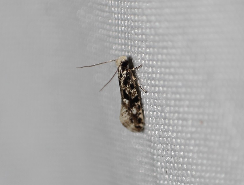 Tineidae - ruhamolyfélék