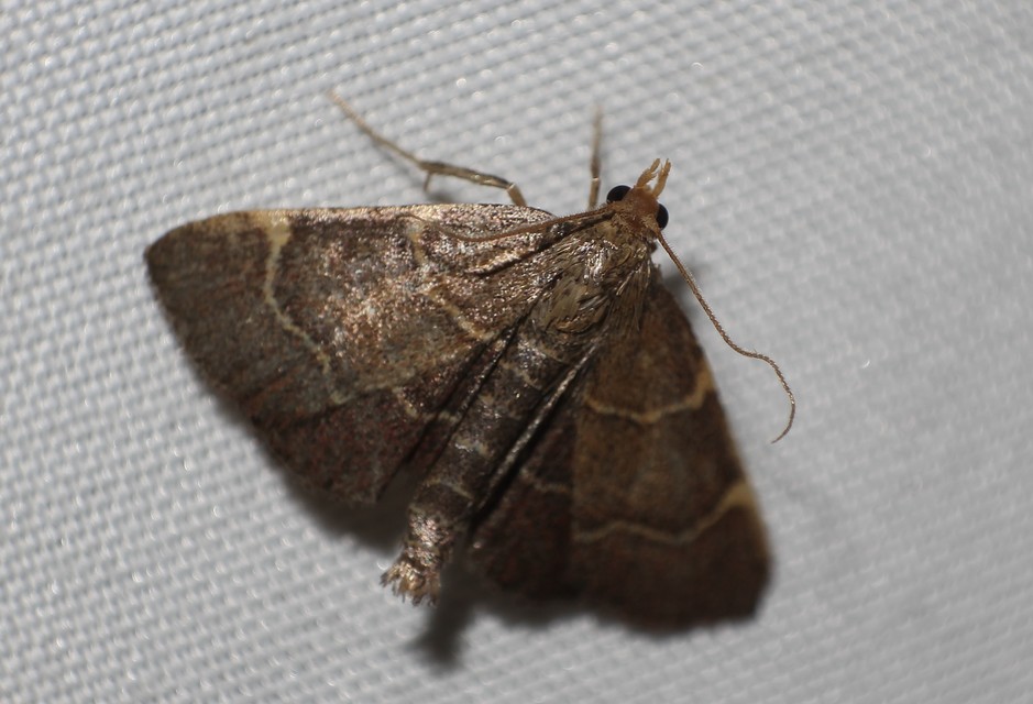 Hypsopygia rubidalis - vörös fényilonca