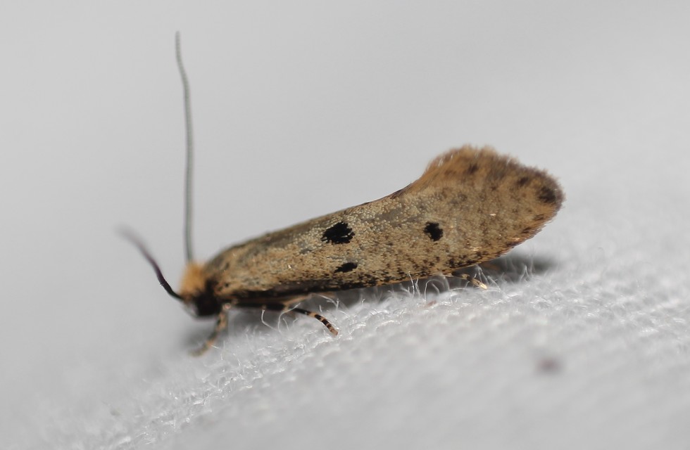 Tinea trinotella - hárompettyes fészekmoly