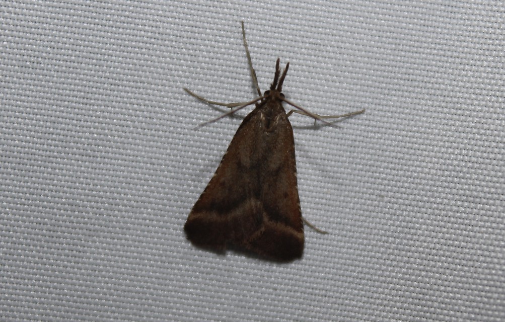 Synaphe punctalis - hosszúlábú fényilonca
