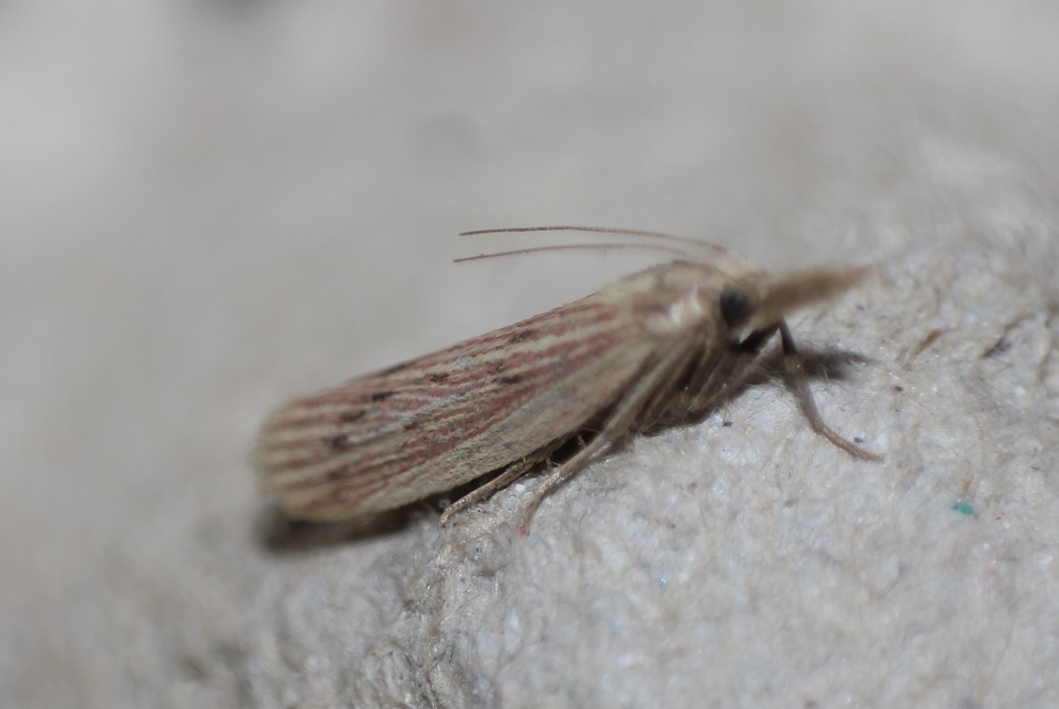 Ematheudes punctella - kúposfejű karcsúmoly